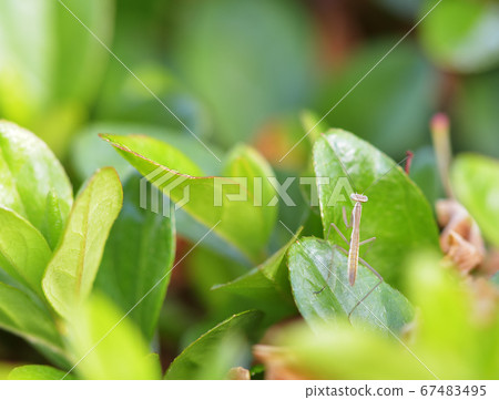 Mantis 67483495