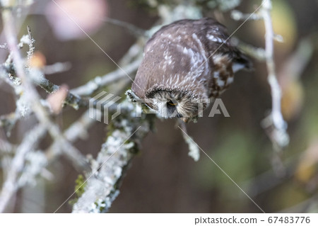 Northern saw whet owl 67483776