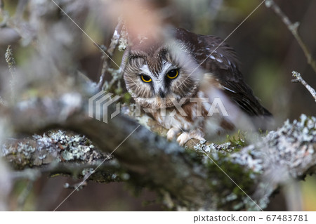 Northern saw whet owl 67483781