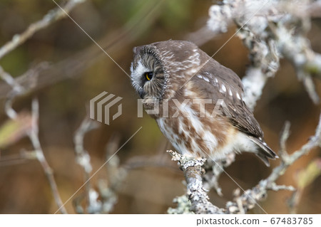 Northern saw whet owl 67483785