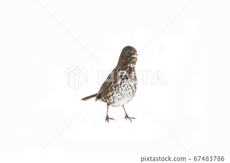 fox sparrow on white 67483786