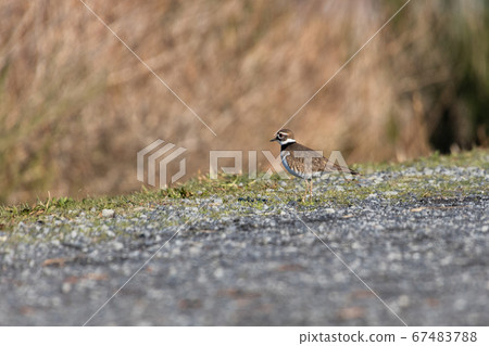 killdeer 67483788