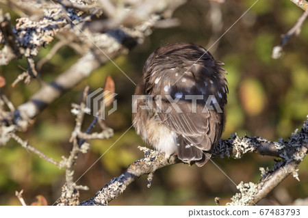 Northern saw whet owl 67483793