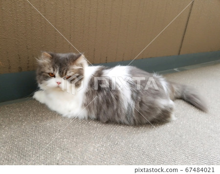 貓蘇格蘭折耳貓蘇格蘭貓 貓蘇格蘭折耳貓蘇格蘭貓 67484021