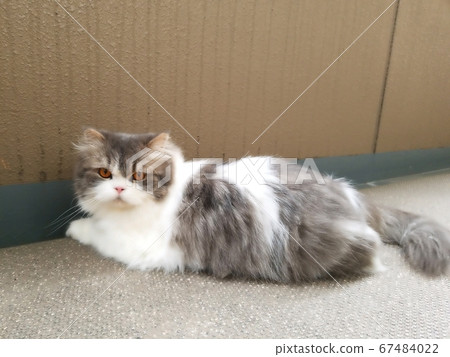 Cat scottish fold scottish cat Cat scottish fold scottish cat 67484022