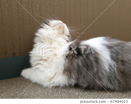 Cat scottish fold scottish cat Cat scottish fold scottish cat 67484023