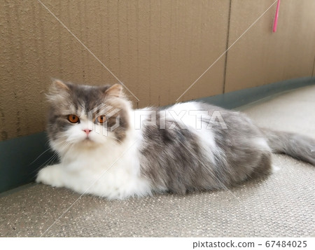 Cat scottish fold scottish cat Cat scottish fold scottish cat 67484025