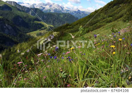 Beautiful Alps mountains view. Blooming meadows and hiking path in sunny summer day. Mount Jenner at the Berchtesgadener Land. National park, Bavaria, Germany. Europe travel concept. 67484106