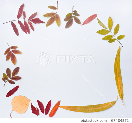 frame made of autumn leaves on white background 67484271