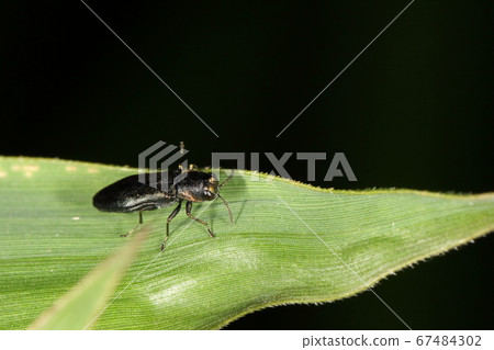 Creature Insect Plecopterus, slender body of around 5 mm. Gold-bronze rim of front chest back 67484302