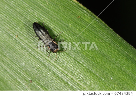 Creature insect Insect bug, perching on the undergrowth in a wooded area in June. I miss it in dim places 67484394
