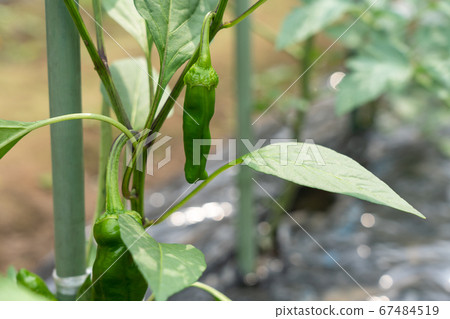 Cultivation of sweet potato (sweet pepper) (June) Home garden Cultivation of sweet potato (sweet pepper) (June) Home garden 67484519