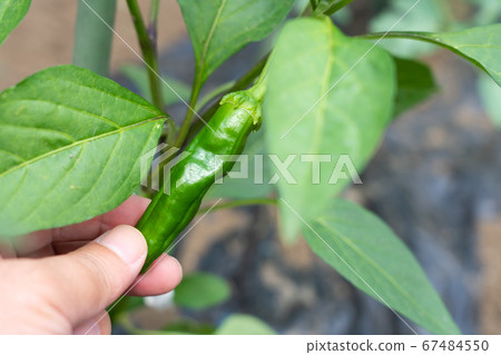 Cultivation of sweet potato (sweet pepper) (June) Home garden Cultivation of sweet potato (sweet pepper) (June) Home garden 67484550