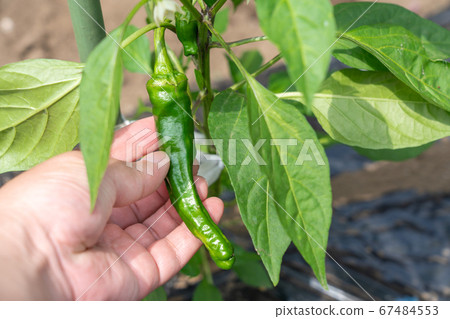 Cultivation of sweet potato (sweet pepper) (June) Home garden Cultivation of sweet potato (sweet pepper) (June) Home garden 67484553
