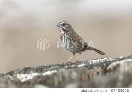 song sparrow bird 67485606
