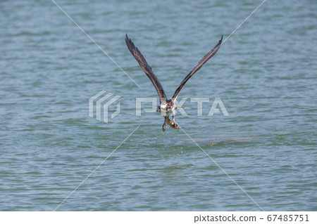 flying osprey bird flying osprey bird 67485751