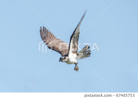 flying osprey bird 67485753