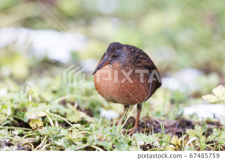 The Virginia Rail 67485759