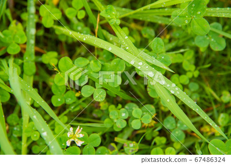 雨後三葉草與水滴 雨後三葉草與水滴 67486324