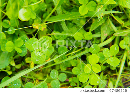 Clover with water drops after the rain Clover with water drops after the rain 67486326