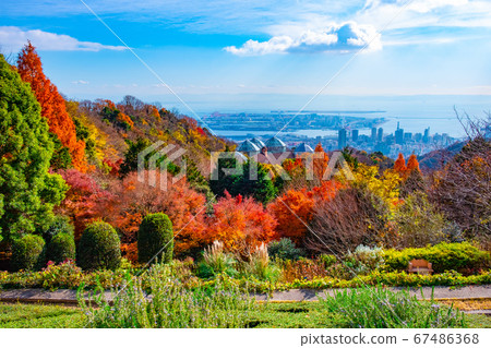 Autumn leaves of Nunobiki herb garden and cityscape of Kobe 67486368