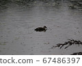 雨天鴨 67486397