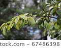 水果 67486398