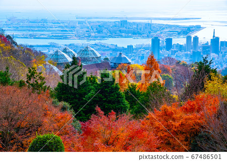 濃濃的藥草園的秋葉和神戶的城市景觀 67486501