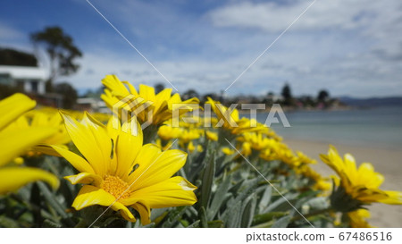 [Tasmania] Yellow flowers blooming on the coast 67486516