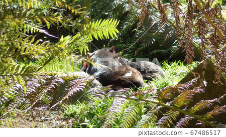[Tasmania] Tasmanian devil taking a nap in a fern plant 67486517