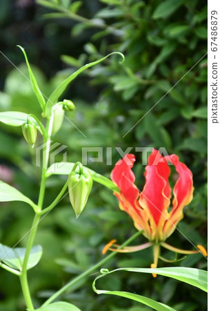 紫草花 照片素材 圖片 圖庫