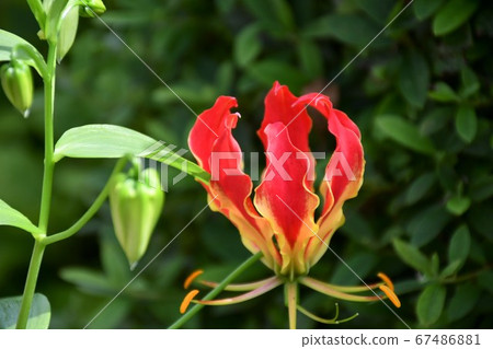 紫草花 紫草花 67486881