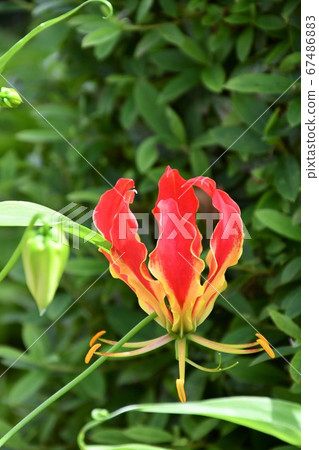 Gloriosa flower 67486883