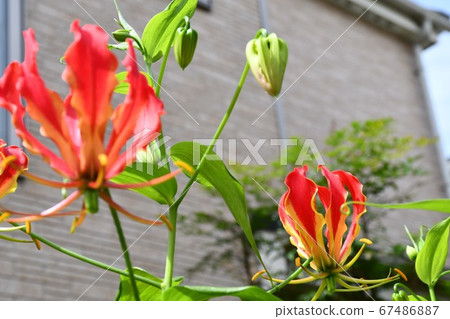 Gloriosa flower 67486887
