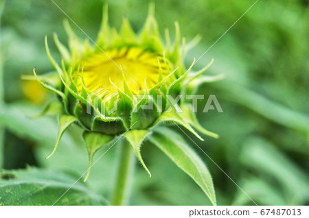 Sunflower bud 67487013