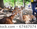 奈良公園的鹿 67487074