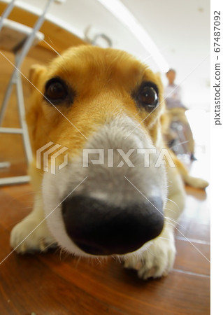柯基犬 67487092