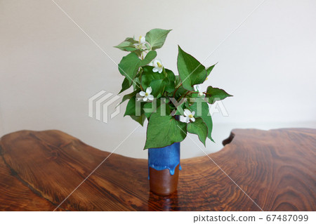 插花在花瓶裡 67487099