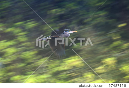 Great blue heron 67487136