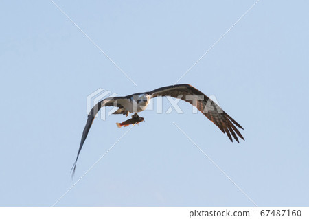 Osprey with fish Osprey with fish 67487160