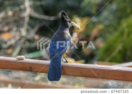 Stellers Jay bird 67487185