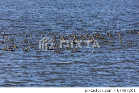 double crested cormorant double crested cormorant 67487201