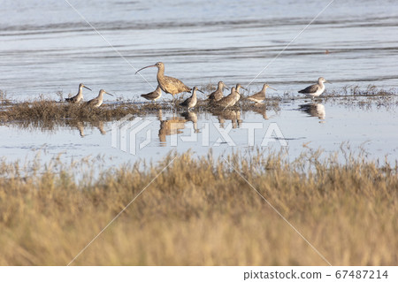 Long-billed Curlew Long-billed Dowitcher Greater 67487214