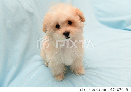 Mulpu Mulpu 67487449