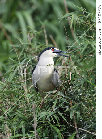 Night heron collecting nest materials Night heron collecting nest materials 67487776