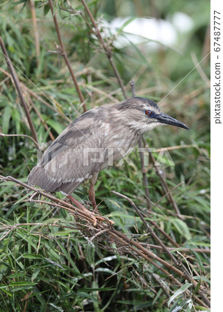 山羊的幼鳥 67487777