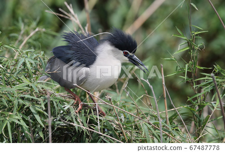 Night heron to be wary 67487778