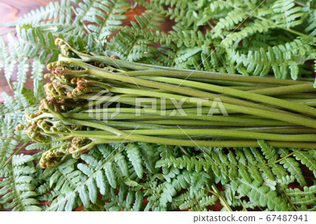 Freshly picked bracken on fern (grown bracken) Freshly picked bracken on fern (grown bracken) 67487941