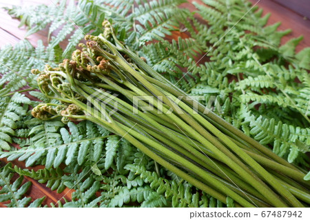 Freshly picked bracken on fern (grown bracken) Freshly picked bracken on fern (grown bracken) 67487942