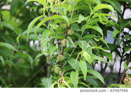 Fruit of flower peach Fruit of flower peach 67487946